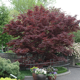 Bloodgood Japanese Maple #15 gallon pot