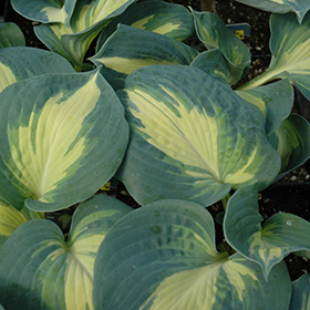 Dream Weaver Hosta 4.25"/quart pot