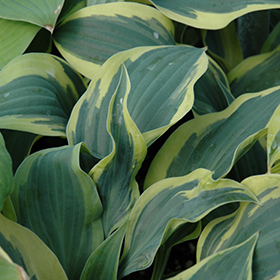 Wolverine Hosta #1 gallon pot