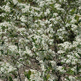 Iroquois Beauty Black Chokeberry #5 gallon pot