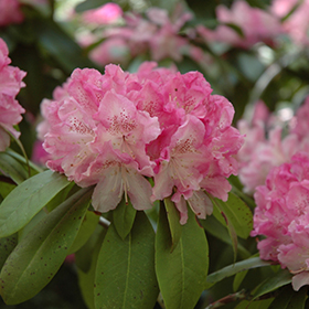 Holden Rhododendron #3 gallon pot