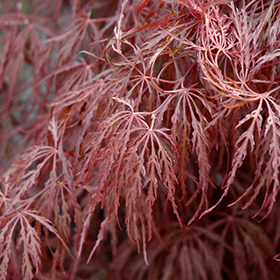 Crimson Queen Japanese Maple #10 gallon pot - 30-36" spread