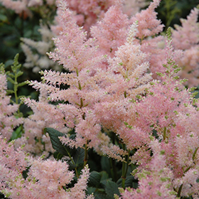Peach Blossom Astilbe #2 gallon pot