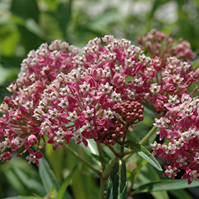 Cinderella Milkweed #1 gallon pot