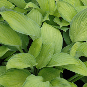Gold Standard Hosta #1 gallon pot