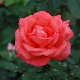 Tropicana Rose #3 gallon pot