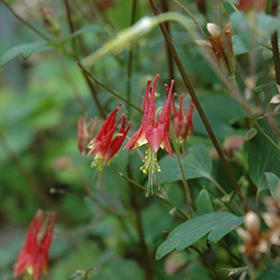 Little Lanterns Columbine #1 gallon pot