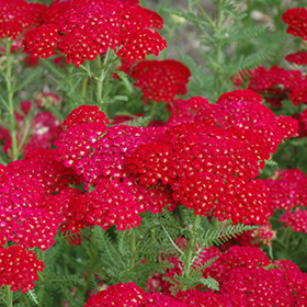 Pomegranate Yarrow #2 gallon pot