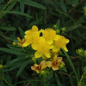 Gemo St. John's Wort #5 gallon pot