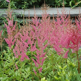 Visions in Pink Chinese Astilbe #1.5 gallon pot
