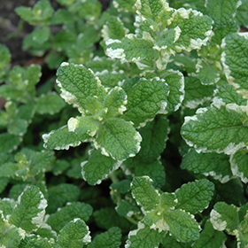 Variegated Pineapple Mint 3.25"/pint pot - Chef Jeff