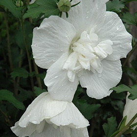 White Chiffon Rose of Sharon #5 gallon pot - Proven Winners