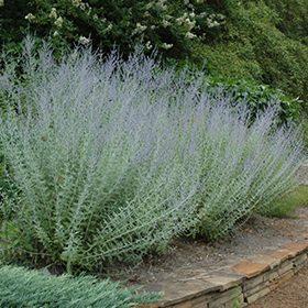 Russian Sage #2 gallon pot