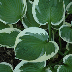 Minuteman Hosta #1 gallon pot
