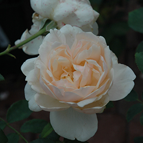 Lichfield Angel Rose #3 gallon pot - David Austin