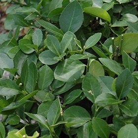 Manhattan Spreading Euonymus #5 gallon pot
