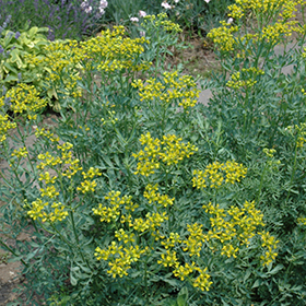 Common Rue 3.25"/pint pot - Chef Jeff