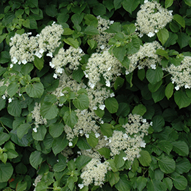 Climbing Hydrangea #1 gallon pot