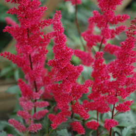 Fanal Astilbe #1 gallon pot