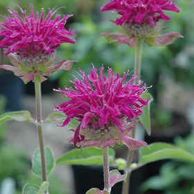 Purple Rooster Beebalm #1 gallon pot