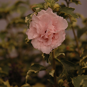 Sugar Tip Rose of Sharon #1.5 gallon pot - Proven Winners