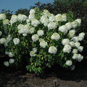 Phantom Hydrangea #10 gallon pot