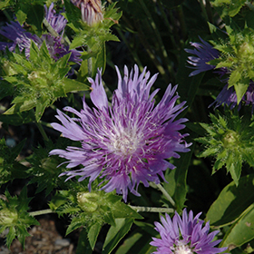 Peachie's Pick Aster 4.25"/quart pot