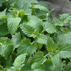 Catnip 3.25"/pint pot - Chef Jeff