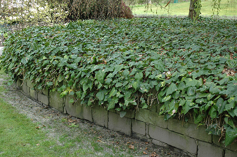Bullock's Heart Ivy