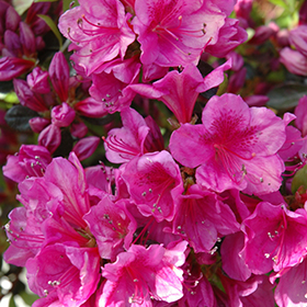 Girard's Purple Azalea #3 gallon pot