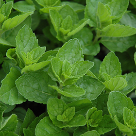 Spearmint 3.25"/pint pot - Chef Jeff