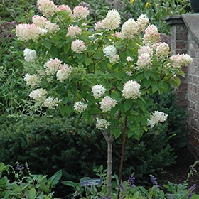 Limelight Hydrangea (tree form) #7 gallon pot - Treeform - Proven Winners