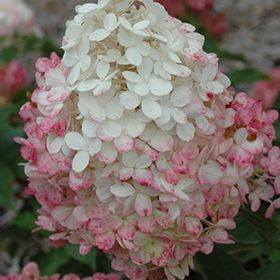 Vanilla Strawberry Hydrangea #10 gallon pot