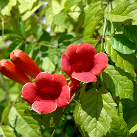 Madame Galen Trumpetvine #3 gallon pot