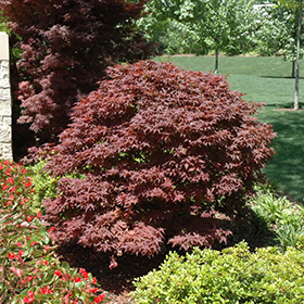 Rhode Island Red Japanese Maple #6 gallon pot