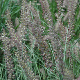 Karley Rose Oriental Fountain Grass #1 gallon pot