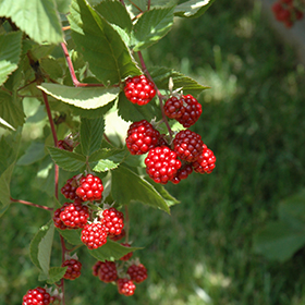 Heritage Raspberry #2 gallon pot - Hollybrook Farms
