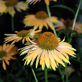 Big Kahuna Coneflower #1 gallon pot