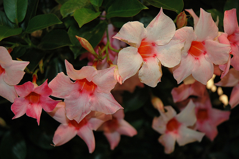 Sun Parasol® Cream Pink Mandevilla