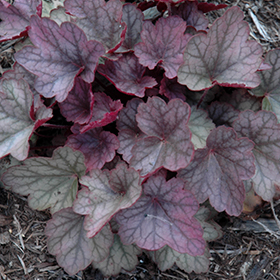 Carnival Rose Granita Coral Bells #1 gallon pot