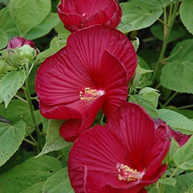 Luna Red Hibiscus #2 gallon pot