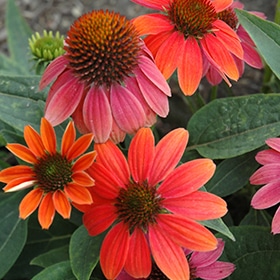 Sombrero Hot Coral Coneflower #1.5 gallon pot