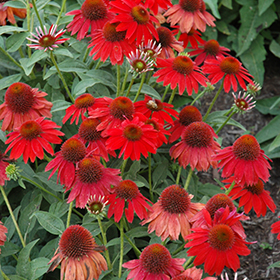 Sombrero Salsa Red Coneflower #1 gallon pot