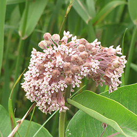 Common Milkweed 4.25"/quart pot