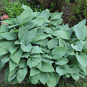 Halcyon Hosta #2 gallon pot