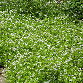 Sweet Woodruff #2 gallon pot