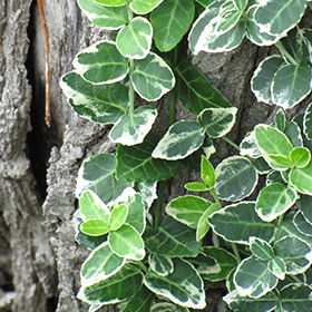 Emerald Gaiety Wintercreeper #3 gallon pot