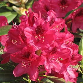 Nova Zembla Rhododendron #3 gallon pot
