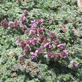 Wooly Thyme 3.25"/pint pot