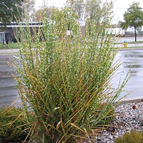 Porcupine Grass #3 gallon pot